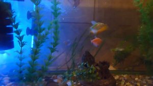 Эволюция аквариума. Как изменился вид аквариума за 9 лет.