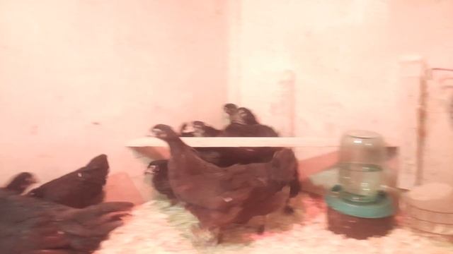 Любимая порода кур Маран смотреть онлайн