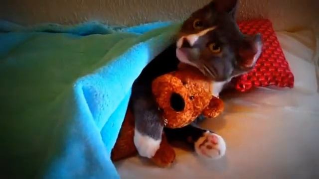 Кошачий Youtube : Кот обнимает плюшевого мишку!