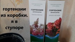 Гортензии из коробки. Я в ступоре.