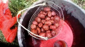 Протравливаю Картофель "ПРЕСТИЖом" перед посадкой//Жизнь в деревне