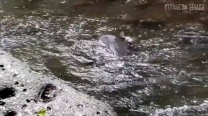 Тапир: Не свинья, а древняя лошадь | Интересные факты про тапира