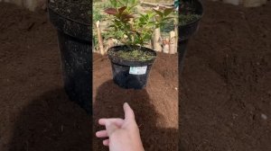 Посадка голубики дёшево в Подмосковье