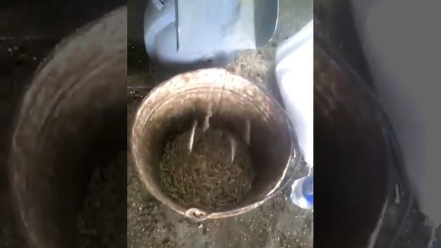 Гранулирование корма смотреть онлайн