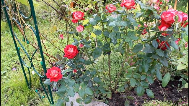 Мои розы 2020. Ещё один удачный пересорт! Роза Альянс (Alliance, KEImateo 2002).Осеннее цветение. смотреть онлайн