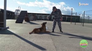 Как полицейские кинологи обучают четверогогих