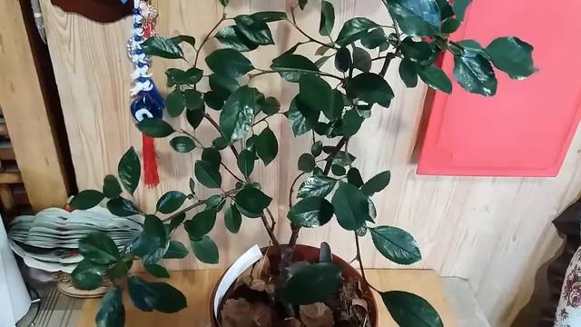 1Обрезка и формировка бонсай из вишни. Pruning and shaping cherry bonsai.mp4