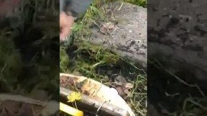 КАК УБРАТЬ МЕЖДУ ПЛИТКАМИ ТРАВУ??)