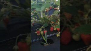 Клубника сорт Сирия 04.06.2020