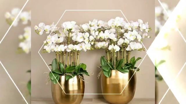 So pretty and amazing phalaenopsis flowers arrangements and french phalaenopsis flowers part 2 смотреть онлайн