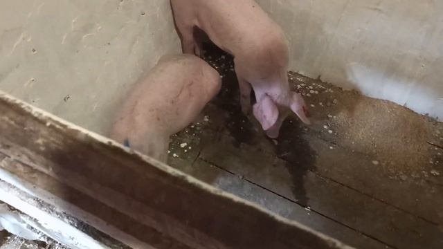 Породистые свиньи Ф-1//Как подросли ДЮРКИ