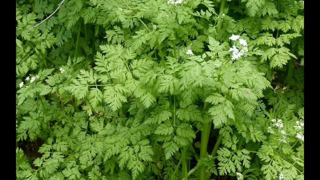 Кервель (купырь, снедок, журница) Специи и пряности. смотреть онлайн