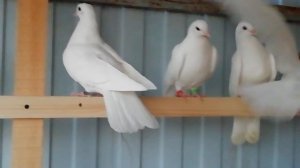 Мои чистопольские голуби 1