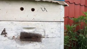 Улей на даче