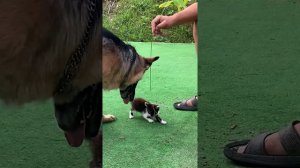 Знакомство. Немецкая овчарка и котёнок #всочиумаши