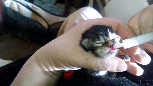 Прикармливаем новорожденного Мейн куна заменителем молока Beaphar. Feed the newborn Beaphar смотреть онлайн