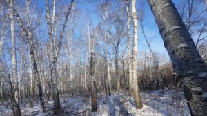 2018г Охота на куницу с Карелкой ( в этот день взяли 3 штуки)