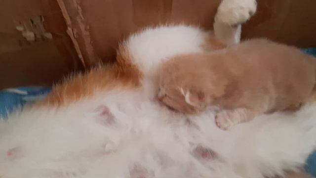Последняя съёмка котят перед ...
