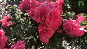 Роза Розариум Ютерзен /Rosarium Uetersen. Видео/карта. Питомник ? и ? Е. Иващенко