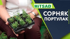 Самый Страшный Сорняк Портулак ✔️ Как избавится от Сорняка Советы От Хитсад ТВ хитсад медиа