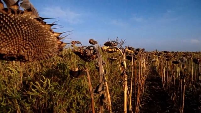 САМВЕЛ АДАМЯН НАДЯ ПРИЕХАЛА. МАТЬ ТОЖЕ БУДЕТ ДЕЛАТЬ НОГУ смотреть онлайн