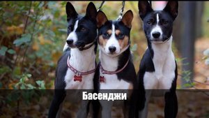 Лучшие породы собак для квартиры!