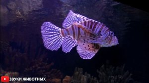 Рыбки. Аквариум с рыбками. Океан с рыбками. Красивый Аквариум. Медитация для сна. #асмр #рыбки