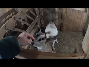 Козлятник и содержание коз разных возрастов