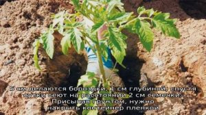 Томат Диаболик