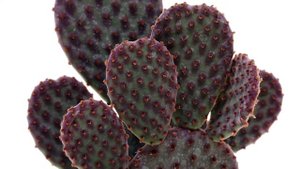 Opuntia microdasys subs. rufida indigo