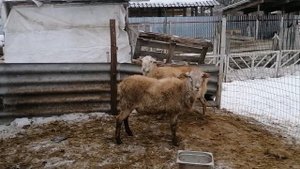 Еще тройня от Катумской овцы, бараны и ягнята