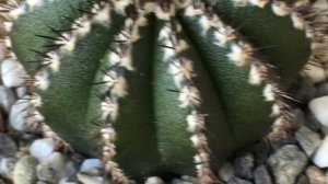 Uebelmannia Pectinifera || Endangered Tropical Cactus