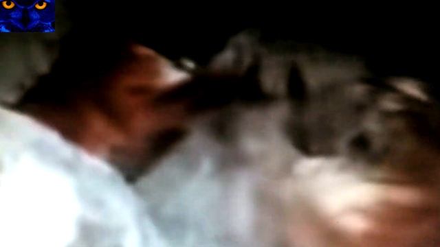 Лев против Тигра. Реальные истории. Кто правда сильнее? смотреть онлайн