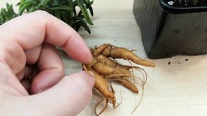 Суккулент, Местоклема посадка, содержание