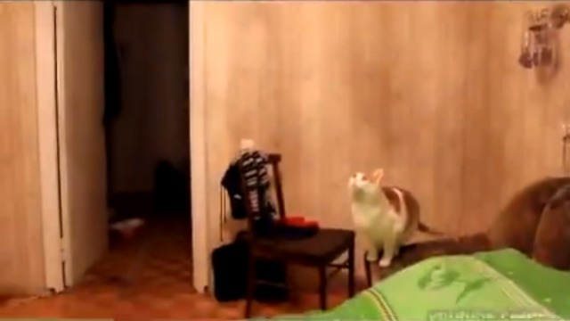 Кошки в своем репертуаре