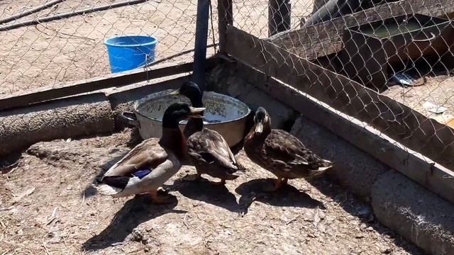 Подсадные утки принесли кучу потомства!Готовлюсь к СЕЗОНУ ОХОТЫ/Разведение в домашних условиях смотреть онлайн