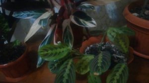 Мои марантовые. Обзор калатеи Дотти, строманта Триколор, маранта, калатея лансифолия и Варшевича ?