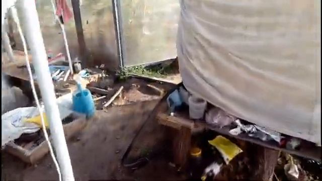 ТЛЯ на огурце!!! смотреть онлайн