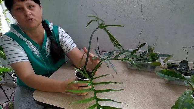 Мои комнатные растения // Отвечаю на Ваши вопросы // #Продам_ИЗЛИШКИ!!! смотреть онлайн