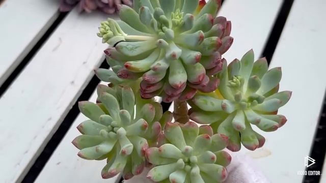 Echeveria Blue Elf смотреть онлайн
