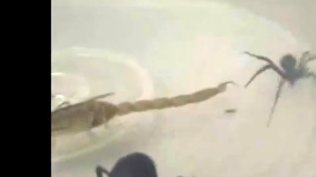 Самые опасные насекомые в схватке,,,, смотреть онлайн