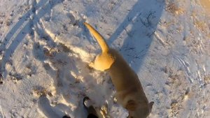 Охота с лабрадором на зайца