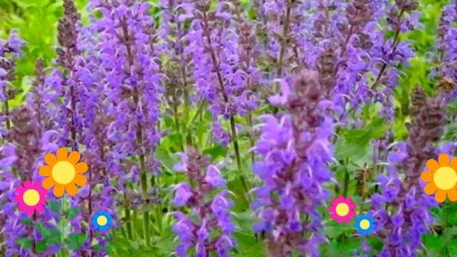 Шалфей дубравный Blaukoenigin. Краткий обзор, описание характеристик, где купить рассада смотреть онлайн