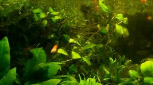 #Aquarium. Аквариум травник. Planted aquarium.