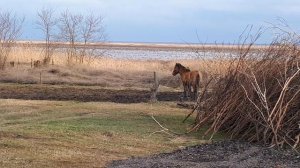 Ейское Укрепление, 4 марта 2022