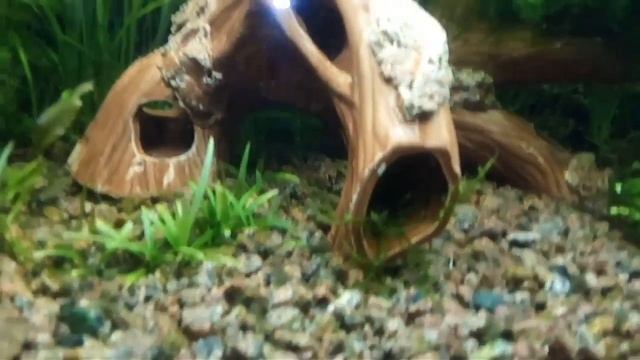 Борьба с чёрной бородой в аквариуме . смотреть онлайн