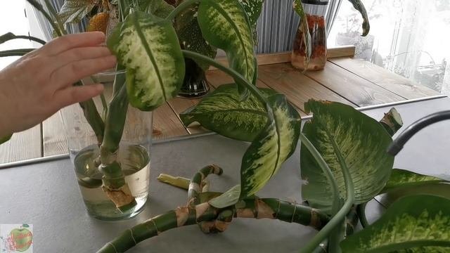 Укоренение в воде некоторых растений
