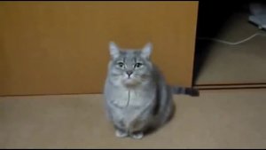 КОШКА   МОЛИТСЯ