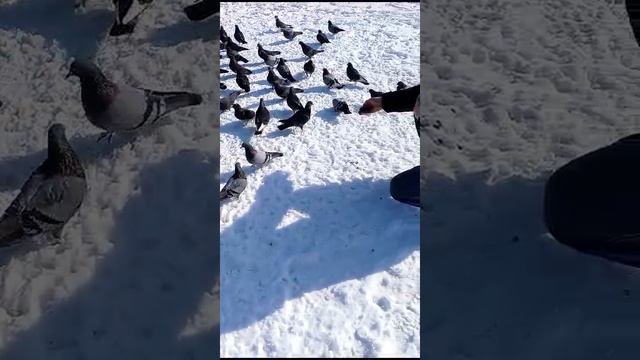 Кормим с рук голубей
