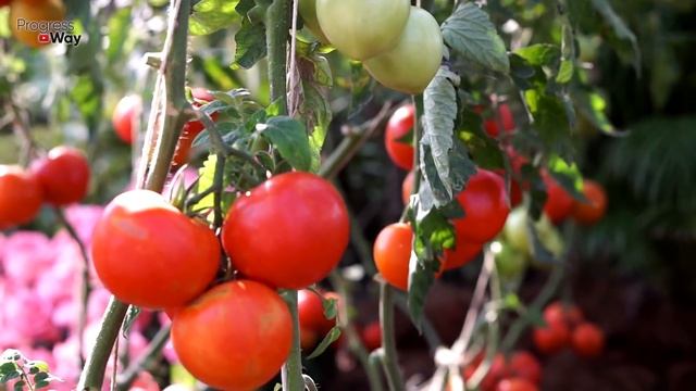 Томаты Покраснеют Быстро - Все Секреты Ускоренного Дозревания Томатов На Кусту! смотреть онлайн